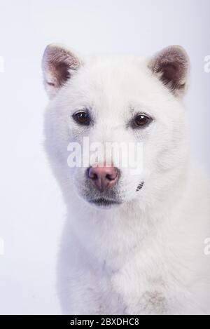 Kishu Inu blanc japonais beau chien de taille moyenne Banque D'Images