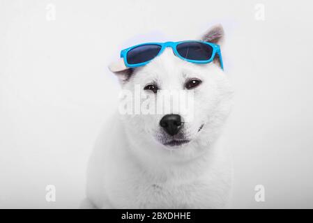 Kishu Inu blanc japonais beau chien de taille moyenne Banque D'Images