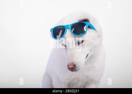 Kishu Inu blanc japonais beau chien de taille moyenne Banque D'Images