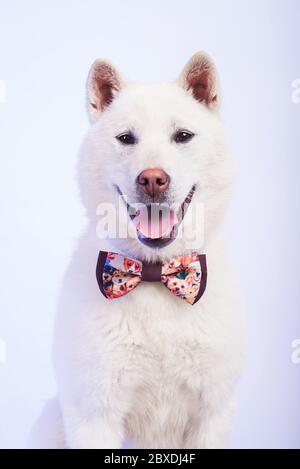 Kishu Inu blanc japonais beau chien de taille moyenne Banque D'Images