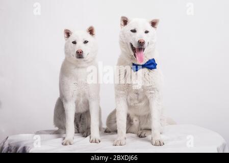 Kishu Inu blanc japonais beau chien de taille moyenne Banque D'Images