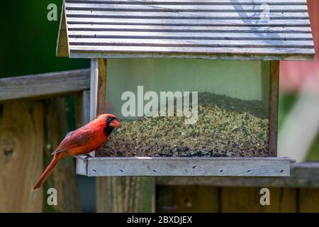Cardinal du nord mangeant des graines dans un mangeoire à oiseaux en bois. Banque D'Images