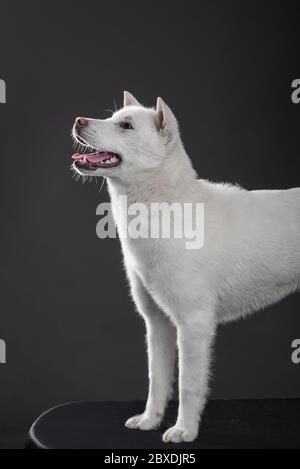 Kishu Inu blanc japonais beau chien de taille moyenne Banque D'Images