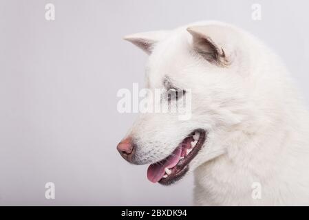 Kishu Inu blanc japonais beau chien de taille moyenne Banque D'Images