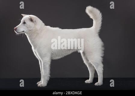 Kishu Inu blanc japonais beau chien de taille moyenne Banque D'Images