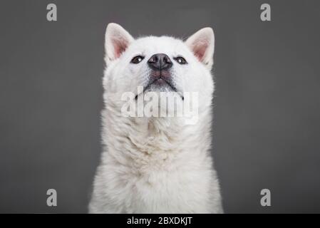 Kishu Inu blanc japonais beau chien de taille moyenne Banque D'Images