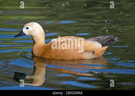 Ruddy Shelduck, nom latin Tadorna ferruginea nageant sur un étang en Angleterre. Banque D'Images