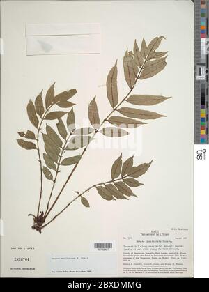 Danaea moritziana C Presl Danaea moritziana C Presl. Banque D'Images