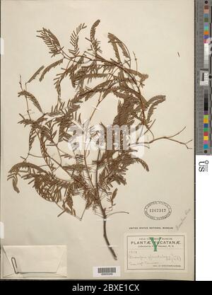 Prosopis glandulosa Torr Prosopis glandulosa Torr. Banque D'Images