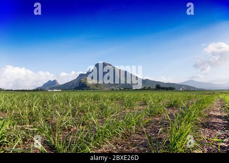 Plantes de canne à sucre sur l'île Maurice. Banque D'Images