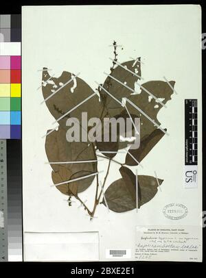 Nephelium lapaceum var lapaceum L Nephelium lapaceum var lapaceum L. Banque D'Images