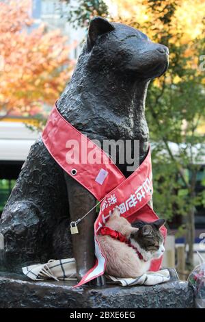 La statue de renommée mondiale qui rend hommage au chien de Hachiko. Situé à l'extérieur de la gare de Shibuya. Banque D'Images