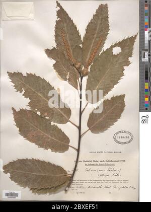 Castanea sativa Mill Castanea sativa Mill. Banque D'Images