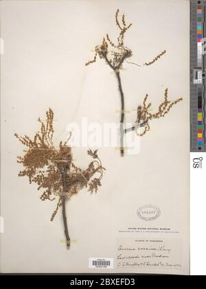 Quercus coccinea Mnchh Quercus coccinea Mnchh. Banque D'Images