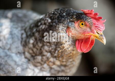 Gros plan des poulets dans le coop. Poule dans une ferme - foyer sélectif Banque D'Images