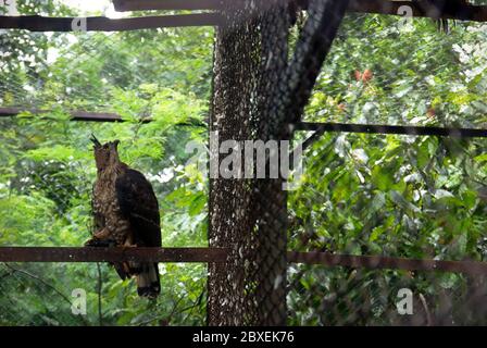 Un faucon-aigle javanais endémique indonésien (Nisaetus bartelsi) qui regarde son voisin, une espèce d'oiseau différente) au zoo de Bandung, Bandung, Indonésie. Banque D'Images