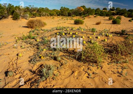 Pastèque sauvage du désert en pleine croissance à Perry Sandhills, Nouvelle-Galles du Sud, Australie Banque D'Images