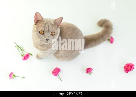 Roses avec chat écossais regardant l'appareil photo sur blanc. Chat écossais et fleurs Banque D'Images