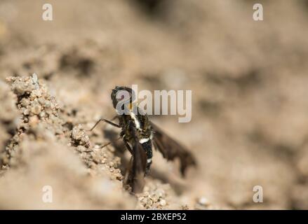 Mouche à abeille noire à faux (Hemipenthes maurus) Banque D'Images