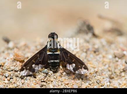 Mouche à abeille noire à faux (Hemipenthes maurus) Banque D'Images