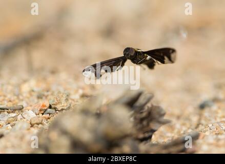 Mouche à abeille noire à faux (Hemipenthes maurus) Banque D'Images