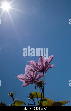 Le soleil brille sur et à travers les pétales de fleurs de clématis dans le jardin Banque D'Images