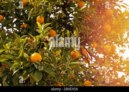 Brunch aux oranges mûres sur l'arbre en gros plan, dans une lumière chaude Banque D'Images