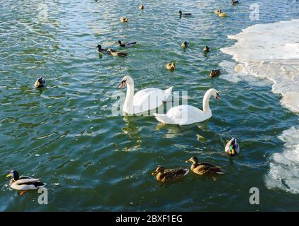 Un troupeau de canards et deux cygnes blancs sur un étang lors d'une journée d'hiver glaciale. Banque D'Images