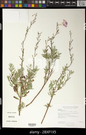 Oenothera speciosa Nutt Oenothera speciosa Nutt. Banque D'Images