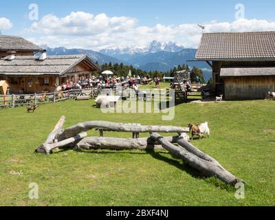 2020 06 02 Alpe di Villandro, Alto Adige, après verrouillage, dans un refuge, restaurant ferme Gasser Hutte avec des animaux Banque D'Images