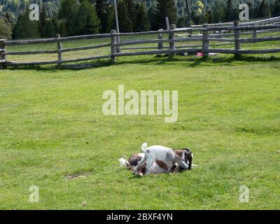 2020 06 02 Alpe di Villandro, Alto Adige, après verrouillage, dans un refuge, restaurant ferme Gasser Hutte avec des animaux Banque D'Images