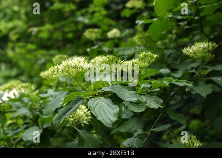 Cornus controlversa en fleur dans l'arboretum Banque D'Images