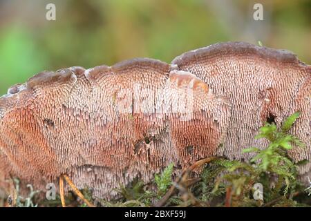 Hydnellum ferrugineum, connu sous le nom de la dent mealy ou du champignon de la colonne corky brun rougeâtre, champignons sauvages de Finlande Banque D'Images