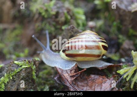 Cepaea hortensis, connue sous le nom de escargot à bandes de jardin ou de escargot à lèvres blanches, photographié en mars en Finlande Banque D'Images