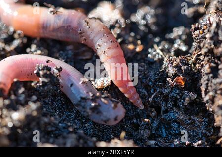 Ver de terre dans le terreau de compost de jardin macro, segments texture visible, humide surface de terre brune dans la lumière du soleil, jardinage écologique Banque D'Images