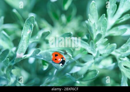 Macro de coccinelle rouge vif sur feuilles de plantes d'absinthe vert turquoise argenté, fond naturel avec focusdr sélectif, couleurs contrastées Banque D'Images