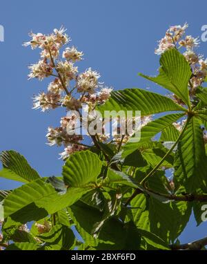 Chestnut Tree blossom Banque D'Images