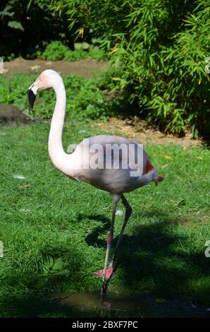 Belle plus grande flamants roses dans le zoo Banque D'Images