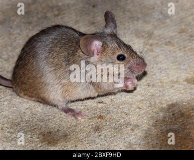 Souris à la recherche de nourriture en milieu urbain jardin de la maison. Banque D'Images