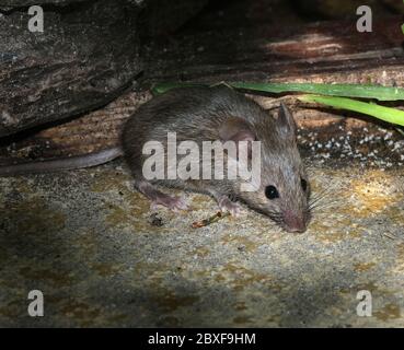 Souris à la recherche de nourriture en milieu urbain jardin de la maison. Banque D'Images