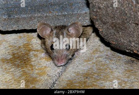 Souris à la recherche de nourriture en milieu urbain jardin de la maison. Banque D'Images