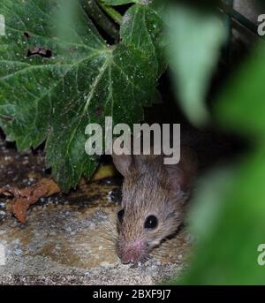 Souris à la recherche de nourriture en milieu urbain jardin de la maison. Banque D'Images