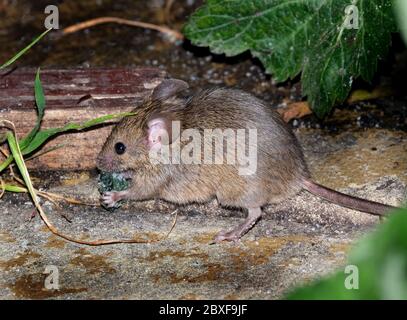 Souris à la recherche de nourriture en milieu urbain jardin de la maison. Banque D'Images