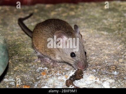 Souris à la recherche de nourriture en milieu urbain jardin de la maison. Banque D'Images