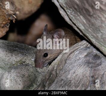 Souris à la recherche de nourriture en milieu urbain jardin de la maison. Banque D'Images