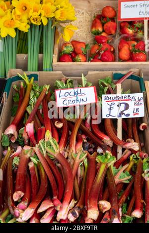 CAMBRIDGE, Royaume-Uni: Bâtonnets frais de Rhubarb cultivés localement sur un marché avec une étiquette de prix Banque D'Images