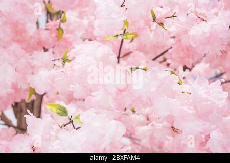 Simulation plastique fleurs fleurs magnifiques fleurs sauvages de cerisiers de l'himalaya, Sakura en Thaïlande. Banque D'Images