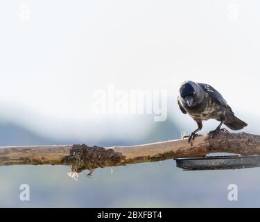 Une seule passerine de la famille des corneaires, Coloeus monedula, également connue sous le nom de la tachee eurasienne, la tachedlaw européenne de la famille des corneaires, sur une perche au Royaume-Uni Banque D'Images