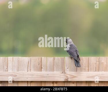 Une seule passerine de la famille des corneaires, Coloeus monedula, également connue sous le nom de la tachee eurasienne, la tachedlaw européenne de la famille des corneaires, sur une perche au Royaume-Uni Banque D'Images