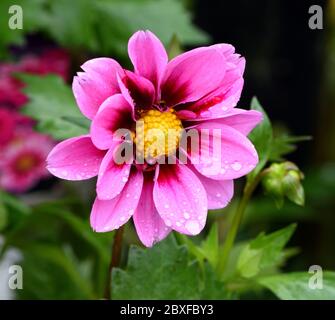 Une seule fleur de Dahlia Amazone après la pluie. Banque D'Images